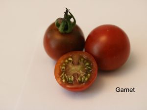 Garnet