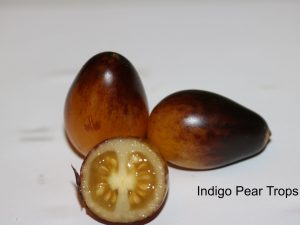 Indigo Pear Drops