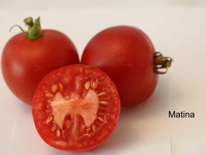 Matina