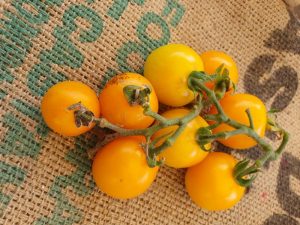 Amisch Cherry orange